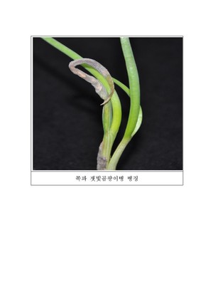 잿빛곰팡이병