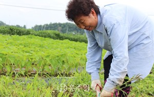 부지런히 집 근처와 밭 주변 잡초를 제거하고 있는 김진애 씨.