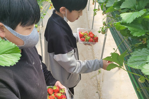 구항초등학교 딸기 따기 체험.