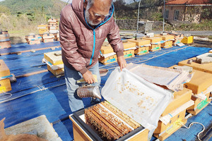 김명석 대표가 벌통 속 꿀벌들의 서식 환경을 살펴보고 있다.