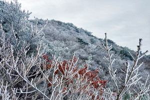 아름다운 오서산 등산로 경관.