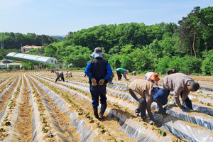 고구마 연구회원들과 함께 고구마 순을 밭 이랑에 심는 모습.