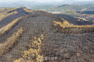 지난 2일 발생한 홍성 산불로 인해 까맣게 타버린 임야.