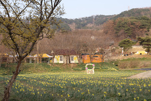 4월 4일 전야제에서, 거북이마을(내현마을) 수선화 밭.