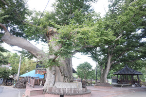 영동 상촌면 임산리 수산마을 600년 느티나무.
