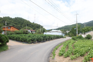 보령 주포면 마강1리마을.