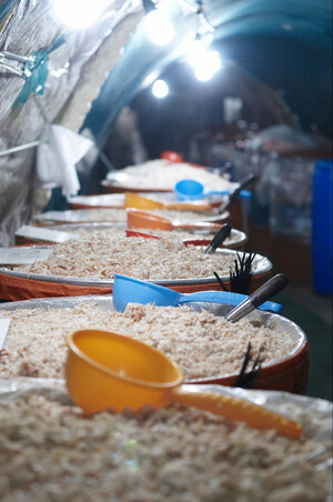 옹암마을 토굴 속에서 숙성되고 있는 광천토굴새우젓.