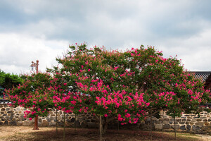 논산 돈암서원 돌담.