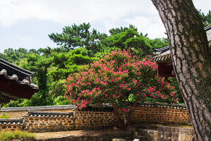 논산 돈암서원 돌담.