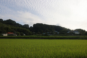 부여군 남면에서 가장 인구가 적은 마정5리마을은 18명이 살고 있다.