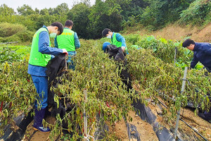 홍성교도소 보라미봉사자들이 예산군 고추 재배농가를 찾아 농촌일손돕기 봉사활동을 펼치고 있다.