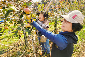 홍성군 주부 농산물 체험·구매 행사 참석자가 예산군 고덕면에서 사과따기 체험을 하고 있다.