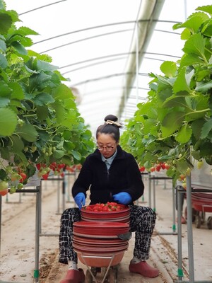 올해 첫 딸기를 출하한 금마면 화양리 으뜸딸기농원 김수연 씨가 딸기를 수확하고 있다.