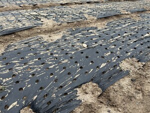 토양 과습과 파종 지연으로 발아가 불균형한 포장.