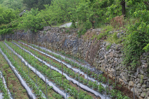 부여 외산면 반교마을의 밭담 풍경.