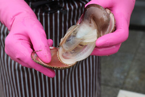 최근 어획량이 급감하며 어획 중단 수준에 접어든 새조개. 새조개 축제의 지속 여부로 불투명하다.