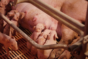 아프리카돼지열병. 홍주일보DB