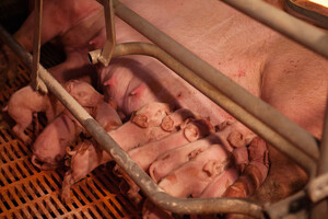 아프리카돼지열병. 홍주일보DB