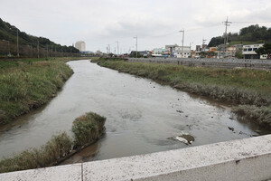 전남 보성 벌교 홍교에서 본 벌교천.
