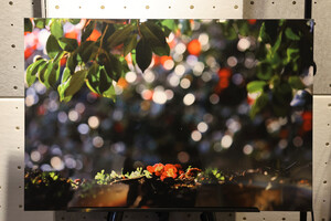 가장 오래 간직하고 있다는 서천 동백정에서 촬영한 사진.