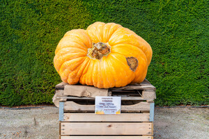 올해 가장 무거운 호박 1등.