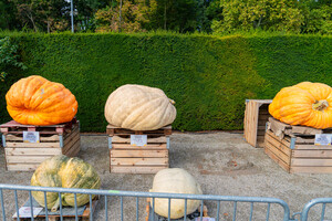 올해 가장 무겁고 큰 호박 전경.