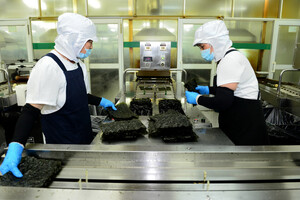 광천김 가공공장에서 김 제조 공정을 진행하는 모습.