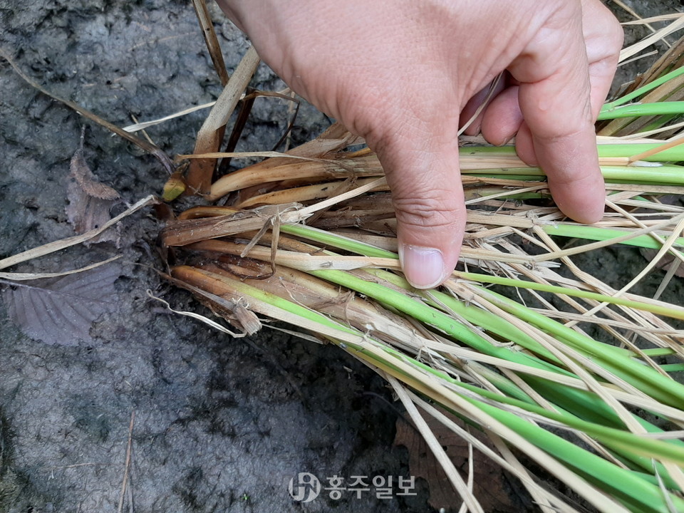 벼멸구는 벼 밑동에 서식한다. 확인 후 해당 부분에 약제를 살포해야 한다.