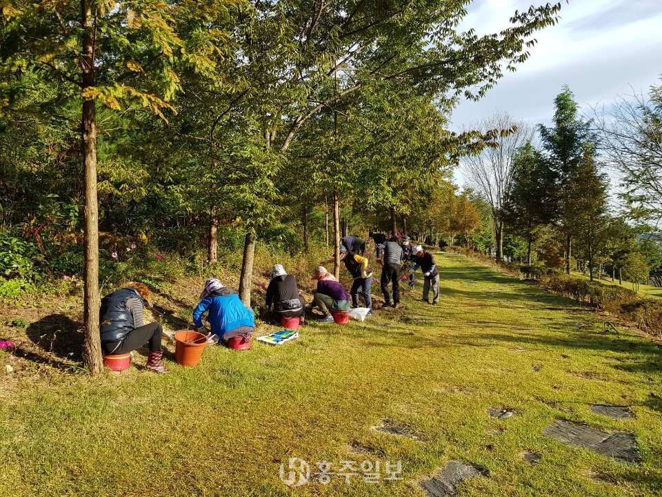 추사고택 인근에 수선화 구근을 식재하고 있다.