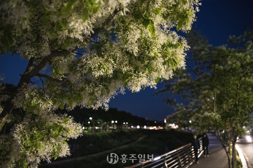 야간에도 아름다운 자태를 뽐내는 이팝나무.