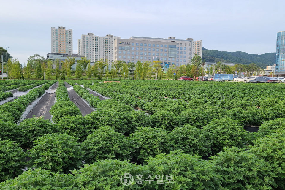 예산군 가을국화 식재 현장.