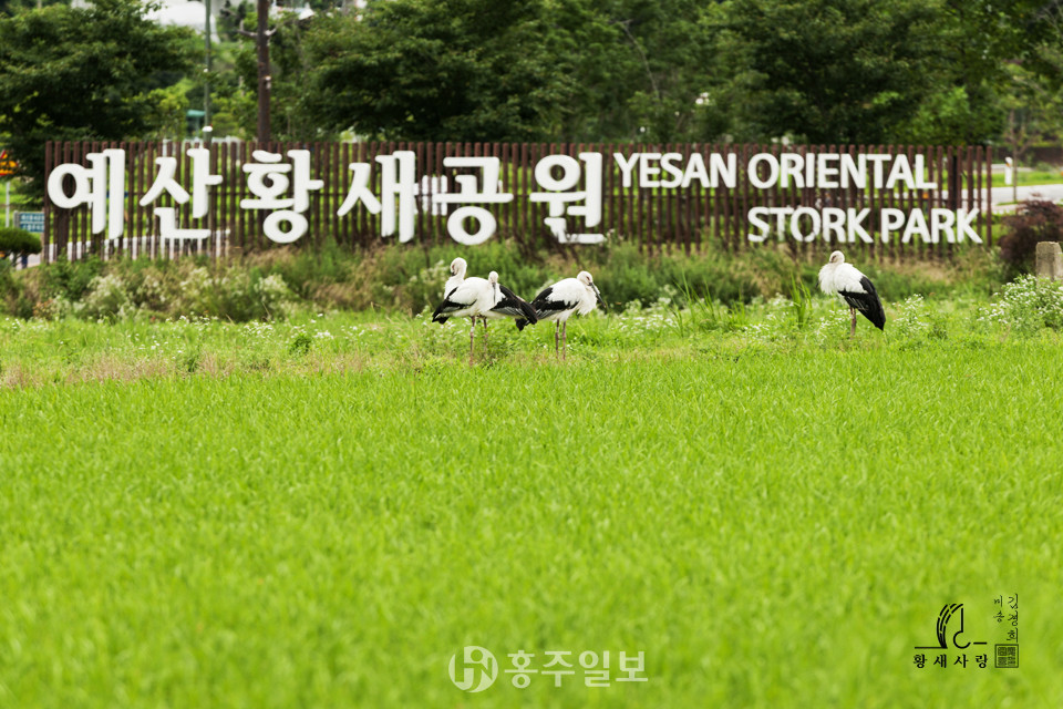 황새공원 주변의 야생 황새 사진. 제공=김경희 작가