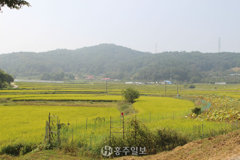 해발 140~260m 높이의 산지에 둘러싸인 구항면 마온리 온요마을의 다랑이논.