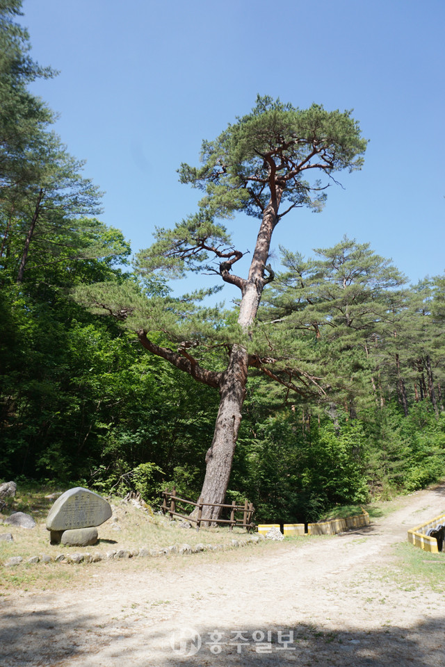 보호수(대왕 소나무 등 3본).