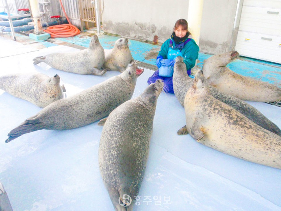 톳카리센터는 오호츠크해 연안에 모습을 보여주는 물개들을 보호, 사육하는 일본에서 유일한 시설이다. <사진 출처=홋카이도 몬베츠시 오호츠크 가린코 타워 주식회사 누리집>