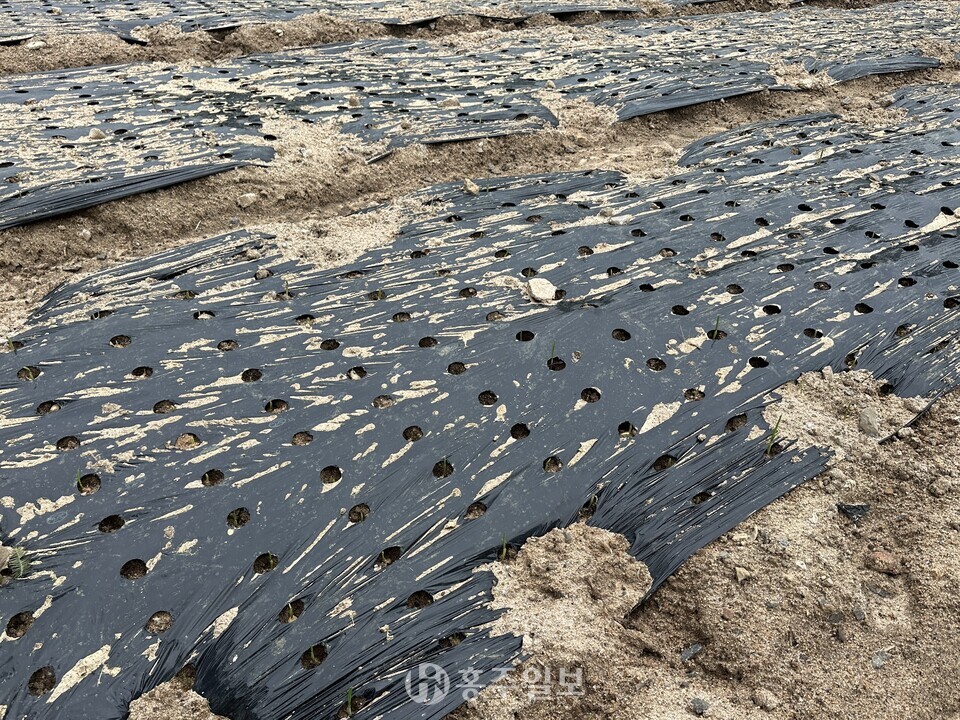 토양 과습과 파종 지연으로 발아가 불균형한 포장