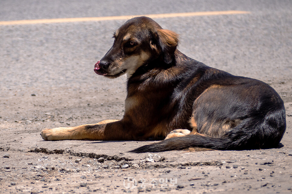 길거리를 헤매고 있는 실외사육견. 홍주일보 DB